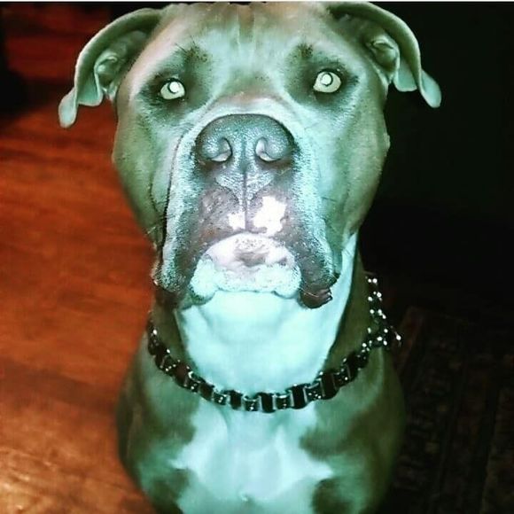 Meet your Posher, Alice - Picture 1 of 1